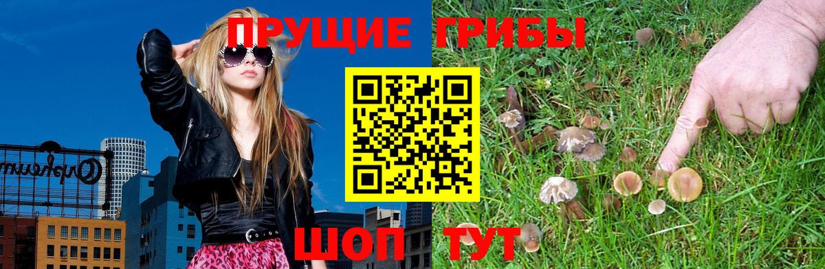 Вязьма  Галлюциногенные грибы Psilocybe  Вход с VPN 